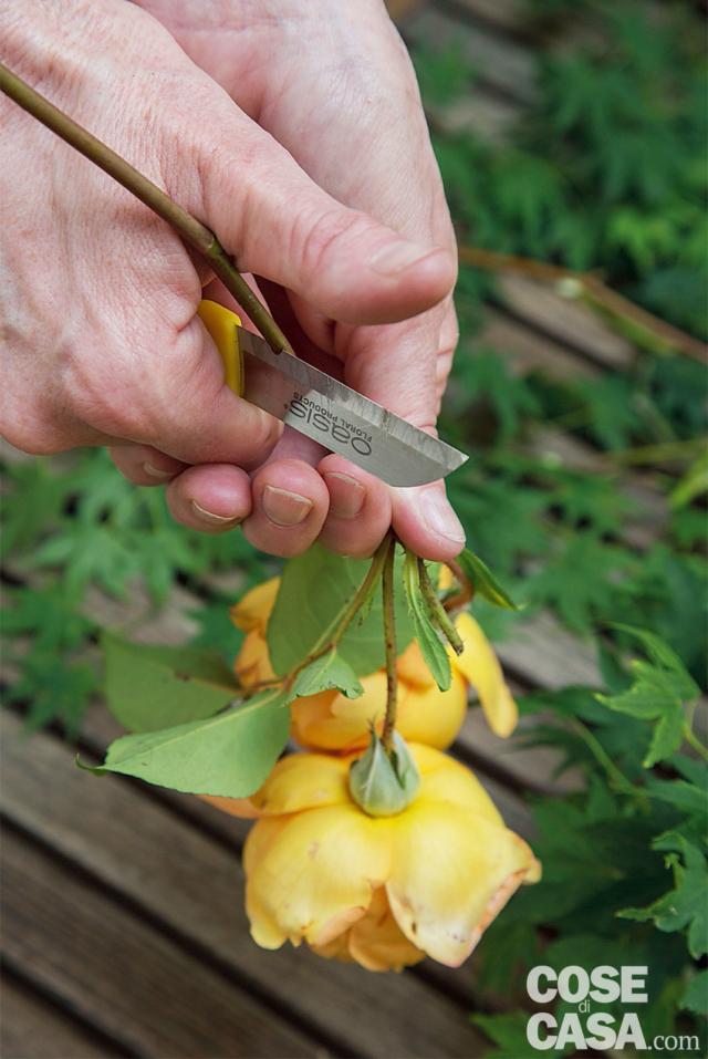 4. Preparare i fiori e gli altri rametti. Tagliare gli steli dei fiori a un’altezza di circa 8 cm con un coltellino affilato e tenuto a 45° e, con le cesoie, tagliare i rami a 9-10 cm. Eliminare anche le foglie e le spine di rose, Euonymus e Cirsium, lasciando solo quelle vicine alla corolla o ai frutti. 4. Preparare i fiori e gli altri rametti. Tagliare gli steli dei fiori a un’altezza di circa 8 cm con un coltellino affilato e tenuto a 45° e, con le cesoie, tagliare i rami a 9-10 cm. Eliminare anche le foglie e le spine di rose, Euonymus e Cirsium, lasciando solo quelle vicine alla corolla o ai frutti.