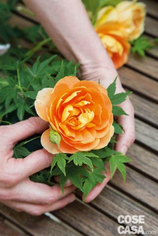 5. Iniziare a inserire i fiori in tazza. Per prima cosa le 4 Rosa ‘Pat Austin’, più scure, mettendone una al centro e le altre 3 ai lati, a diverse altezze, sempre tenendo i fiori inclinati e senza affondarli troppo nella spugna. 5. Iniziare a inserire i fiori in tazza. Per prima cosa le 4 Rosa ‘Pat Austin’, più scure, mettendone una al centro e le altre 3 ai lati, a diverse altezze, sempre tenendo i fiori inclinati e senza affondarli troppo nella spugna.