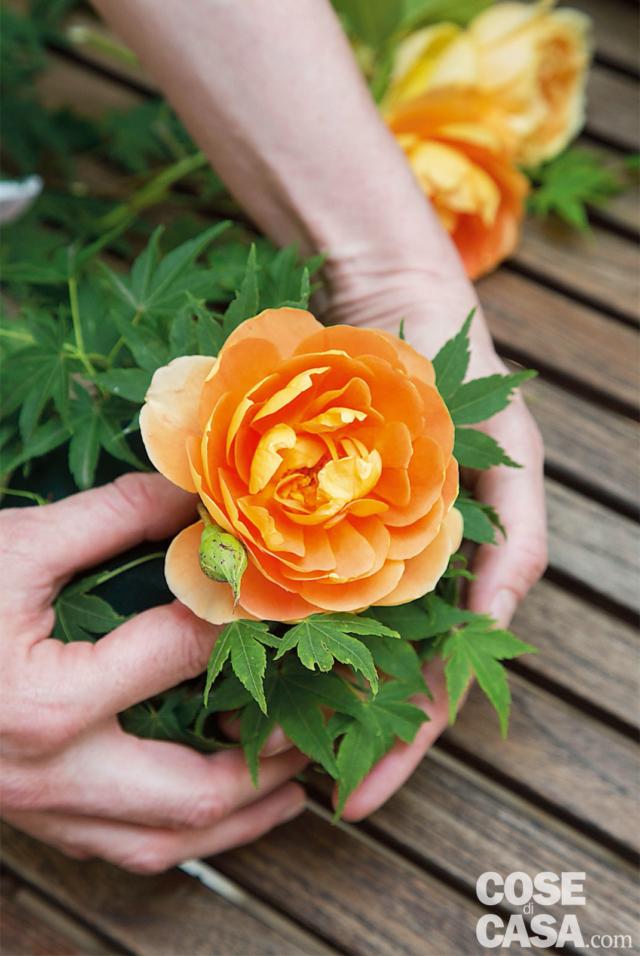 5. Iniziare a inserire i fiori in tazza. Per prima cosa le 4 Rosa ‘Pat Austin’, più scure, mettendone una al centro e le altre 3 ai lati, a diverse altezze, sempre tenendo i fiori inclinati e senza affondarli troppo nella spugna. 5. Iniziare a inserire i fiori in tazza. Per prima cosa le 4 Rosa ‘Pat Austin’, più scure, mettendone una al centro e le altre 3 ai lati, a diverse altezze, sempre tenendo i fiori inclinati e senza affondarli troppo nella spugna.