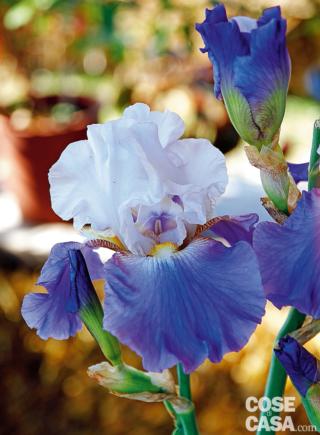 iris-masterwork iris-masterwork