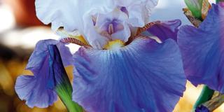 Iris ‘Masterwork’
