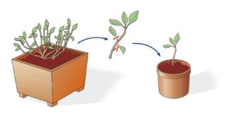 talea fogliare talea fogliare