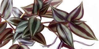 tradescantia tradescantia