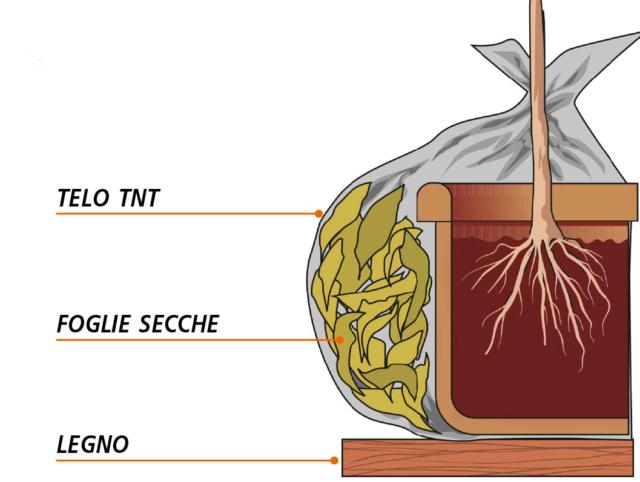 Il contenitore andrà a questo punto avvolto in un involucro di tnt, oppure di iuta o di qualche materiale di recupero come stracci o pluriball. Con il freddo più intenso, se possibile, collocare come imbottitura tra il vaso e la protezione, del materiale pacciamante per esempio un po’ di foglie secche che aiutino a smorzare la percezione degli sbalzi di temperatura da parte della pianta. Il contenitore andrà a questo punto avvolto in un involucro di tnt, oppure di iuta o di qualche materiale di recupero come stracci o pluriball. Con il freddo più intenso, se possibile, collocare come imbottitura tra il vaso e la protezione, del materiale pacciamante per esempio un po’ di foglie secche che aiutino a smorzare la percezione degli sbalzi di temperatura da parte della pianta.