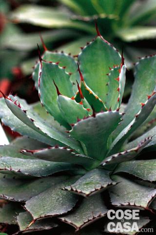 Agave macroacantha è una varietà dalle dimensioni modeste, costituita da una rosetta compatta e senza stelo.