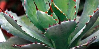 Agave macroacantha, agave verde