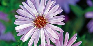 Aster dumosus ‘Rosenwitchel’