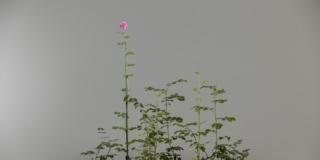 Fatma Bucak. So as to find the strength to see Fatma Bucak. So as to find the strength to see