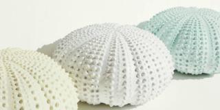 Riccio, pouf di resina, Valentina Zuendel. Al Design Supermarket della Rinascente. Riccio, pouf di resina, Valentina Zuendel. Al Design Supermarket della Rinascente.