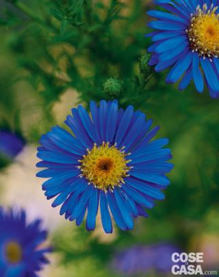 Aster novi belgii ‘Shone Von Dietlikon’ blu Aster novi belgii ‘Shone Von Dietlikon’ blu