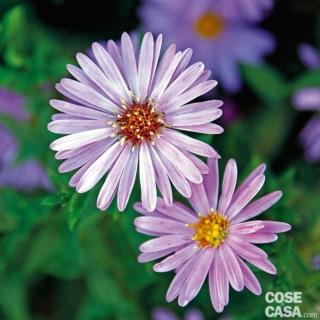 aster-domosus aster-domosus