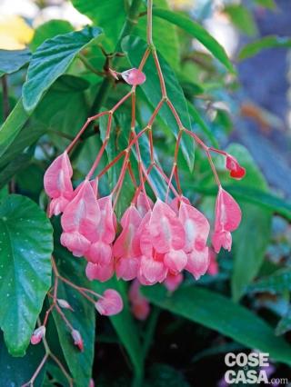Begonia Tamaya, nota come begonia corallina offre grappoli di fiori rosa Begonia Tamaya, nota come begonia corallina offre grappoli di fiori rosa