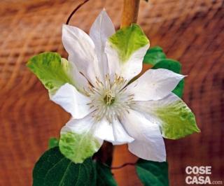 Yukiokoshi - clematis colore bianco-verde Yukiokoshi - clematis colore bianco-verde