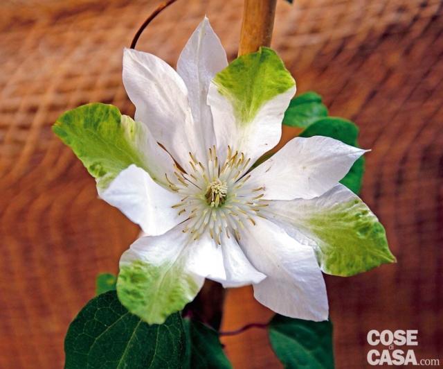 Yukiokoshi è una clematis che non passa inosservata: il suo abbinamento di colore bianco-verde la rende subito riconoscibile e la fa apprezzare. Clematis ibrida, alta tre metri, con corolle di 10-12 cm di diametro è pianta rustica che necessita di poche cure perché non va mai potata. Dopo una prima fioritura in aprile maggio si ripete a inizio autunno spesso con fiori che da doppi diventano semplici portati isolati. Si tratta di una varietà molto vecchia di origine giapponese originatasi per mutazione naturale.
La trovate da: www.clematis.com Yukiokoshi è una clematis che non passa inosservata: il suo abbinamento di colore bianco-verde la rende subito riconoscibile e la fa apprezzare. Clematis ibrida, alta tre metri, con corolle di 10-12 cm di diametro è pianta rustica che necessita di poche cure perché non va mai potata. Dopo una prima fioritura in aprile maggio si ripete a inizio autunno spesso con fiori che da doppi diventano semplici portati isolati. Si tratta di una varietà molto vecchia di origine giapponese originatasi per mutazione naturale.
La trovate da: www.clematis.com