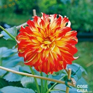 Lady Darlene è una dalia decorativa di taglia elevata, 90-120 cm con petali gialli bordati di rosso Lady Darlene è una dalia decorativa di taglia elevata, 90-120 cm con petali gialli bordati di rosso