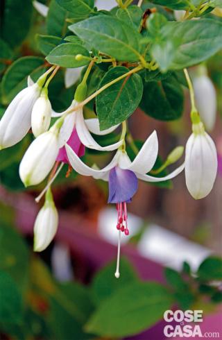 Fucsia Heideblom bianco pallido soffuso di verde o giallo nelle ali che si accompagnano al viola tenue della campana centrale Fucsia Heideblom bianco pallido soffuso di verde o giallo nelle ali che si accompagnano al viola tenue della campana centrale