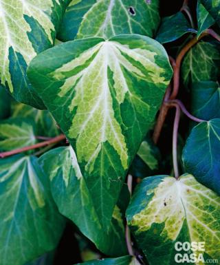 Hedera colchica, varietà ‘Sulphur heart’. Hedera colchica, varietà ‘Sulphur heart’.