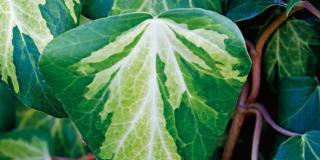 Hedera colchica ‘Sulphur heart’ – edera