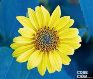 Helianthus Miss Mellish, più esattamente Helianthus x laetiflorus dal colore giallo arancio Helianthus Miss Mellish, più esattamente Helianthus x laetiflorus dal colore giallo arancio