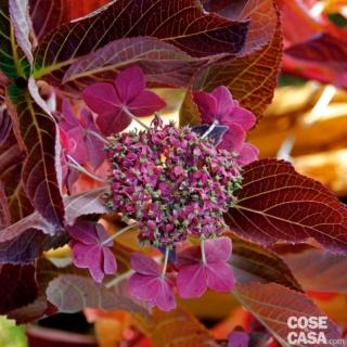 Jogasaki è un’ortensia macrophylla con infiorescenze lacecap e colore dei fiori fertili centrali bianco rosa e fiori sterili doppi rosa Jogasaki è un’ortensia macrophylla con infiorescenze lacecap e colore dei fiori fertili centrali bianco rosa e fiori sterili doppi rosa
