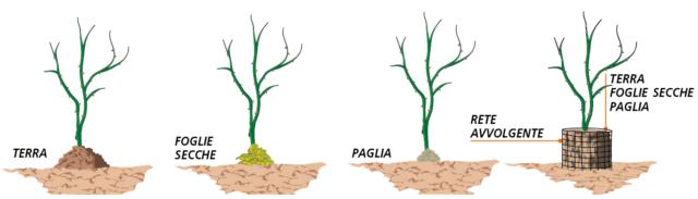 1. Tra le protezioni contro il freddo più efficaci, c'è la “rincalzatura”, pratica che consiste nel ricoprire la zona bassa del fusto, in prossimità del punto d’innesto. Questa zona, chiamata “colletto”, è la più delicata e suscettibile al freddo. Per la rincalzatura si può utilizzare del semplice terriccio, ammucchiato a creare una montagnetta attorno alla base del tronco, oppure foglie secche o paglia, così da creare una sorta di coperta attorno alla zona del colletto proteggendo anche l’apparato radicale oltre alla porzione basale della pianta. Il mucchio di foglie o paglia o la terra utilizzate per la rincalzatura, possono essere tenute in posizione con una rete (in plastica, tela o fil di ferro), sistemata in modo da avvolgere il tronco. 1. Tra le protezioni contro il freddo più efficaci, c'è la “rincalzatura”, pratica che consiste nel ricoprire la zona bassa del fusto, in prossimità del punto d’innesto. Questa zona, chiamata “colletto”, è la più delicata e suscettibile al freddo. Per la rincalzatura si può utilizzare del semplice terriccio, ammucchiato a creare una montagnetta attorno alla base del tronco, oppure foglie secche o paglia, così da creare una sorta di coperta attorno alla zona del colletto proteggendo anche l’apparato radicale oltre alla porzione basale della pianta. Il mucchio di foglie o paglia o la terra utilizzate per la rincalzatura, possono essere tenute in posizione con una rete (in plastica, tela o fil di ferro), sistemata in modo da avvolgere il tronco.