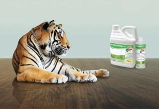 tigre_Ecotraffik tigre_Ecotraffik