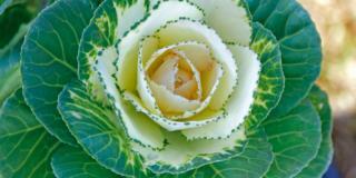 Brassica oleracea ‘Crane White’,  cavolo ornamentale