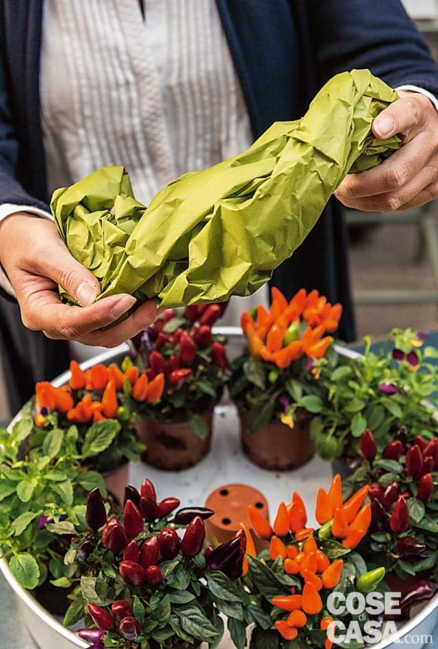 2. Poi inserire i vasetti di peperoncini, alternando i colori, lungo il perimetro interno della teglia; in posizione opposta, aggiungere i due vasetti di violette: noi abbiamo scelto quelle a fiore piccolo di colore viola e arancione, per riprendere le tonalità della composizione. Quindi porre al centro il vasetto di plastica vuoto; deve essere messo all’ingiù perché servirà solo come supporto per l’elemento centrale, la zucca. Quindi si modella il foglio di carta velina verde. 2. Poi inserire i vasetti di peperoncini, alternando i colori, lungo il perimetro interno della teglia; in posizione opposta, aggiungere i due vasetti di violette: noi abbiamo scelto quelle a fiore piccolo di colore viola e arancione, per riprendere le tonalità della composizione. Quindi porre al centro il vasetto di plastica vuoto; deve essere messo all’ingiù perché servirà solo come supporto per l’elemento centrale, la zucca. Quindi si modella il foglio di carta velina verde.
