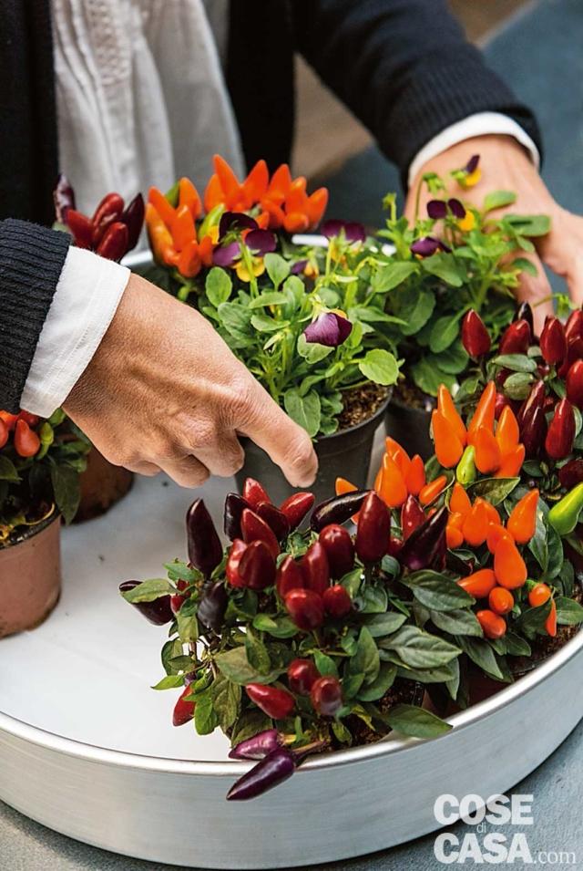 1. La scelta del contenitore è importante. Noi abbiamo usato una grossa teglia in alluminio, perfetta per diversi motivi: è un elemento della cucina, ha una forma adatta alla composizione simmetrica e soprattutto ha bordi alti, che possono nascondere i vasetti di plastica di peperoncini e violette. Prima di cominciare foderare il fondo della teglia con il foglio di plastica: servirà per non rovinarla con l’acqua. 1. La scelta del contenitore è importante. Noi abbiamo usato una grossa teglia in alluminio, perfetta per diversi motivi: è un elemento della cucina, ha una forma adatta alla composizione simmetrica e soprattutto ha bordi alti, che possono nascondere i vasetti di plastica di peperoncini e violette. Prima di cominciare foderare il fondo della teglia con il foglio di plastica: servirà per non rovinarla con l’acqua.