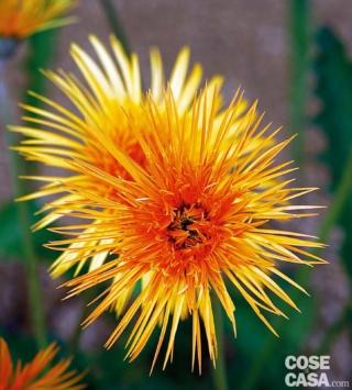 Crisantemo varietà "Spider".