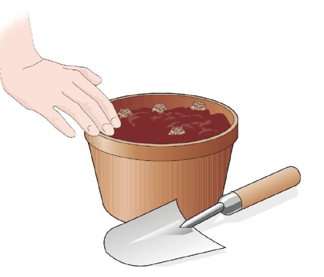 1. Preparare dei vasetti di circa 20 cm di diametro e 30 cm di profondità, riempiti con un mix di terriccio e torba. Quindi inserire 3 o 4 bulbi nel terriccio, coprendoli quasi totalmente; la parte superiore visibile andrà coperta con un velo pacciamante di segatura o foglie secche. 1. Preparare dei vasetti di circa 20 cm di diametro e 30 cm di profondità, riempiti con un mix di terriccio e torba. Quindi inserire 3 o 4 bulbi nel terriccio, coprendoli quasi totalmente; la parte superiore visibile andrà coperta con un velo pacciamante di segatura o foglie secche.