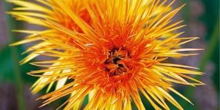 Chrysanthemum hybr. spider – crisantemo