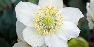 Helleborus niger HGC ‘Jacob’ – elleboro