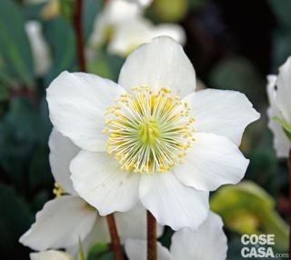 helleborus-jacob