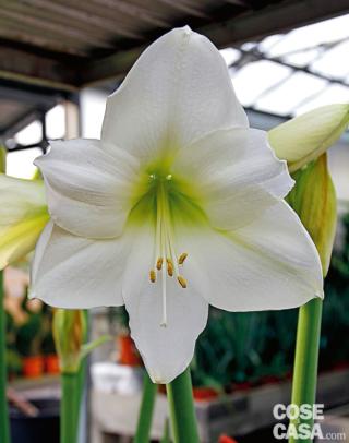 hippeastrum hippeastrum