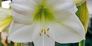Hippeastrum ‘Arctic White’ – amarillis