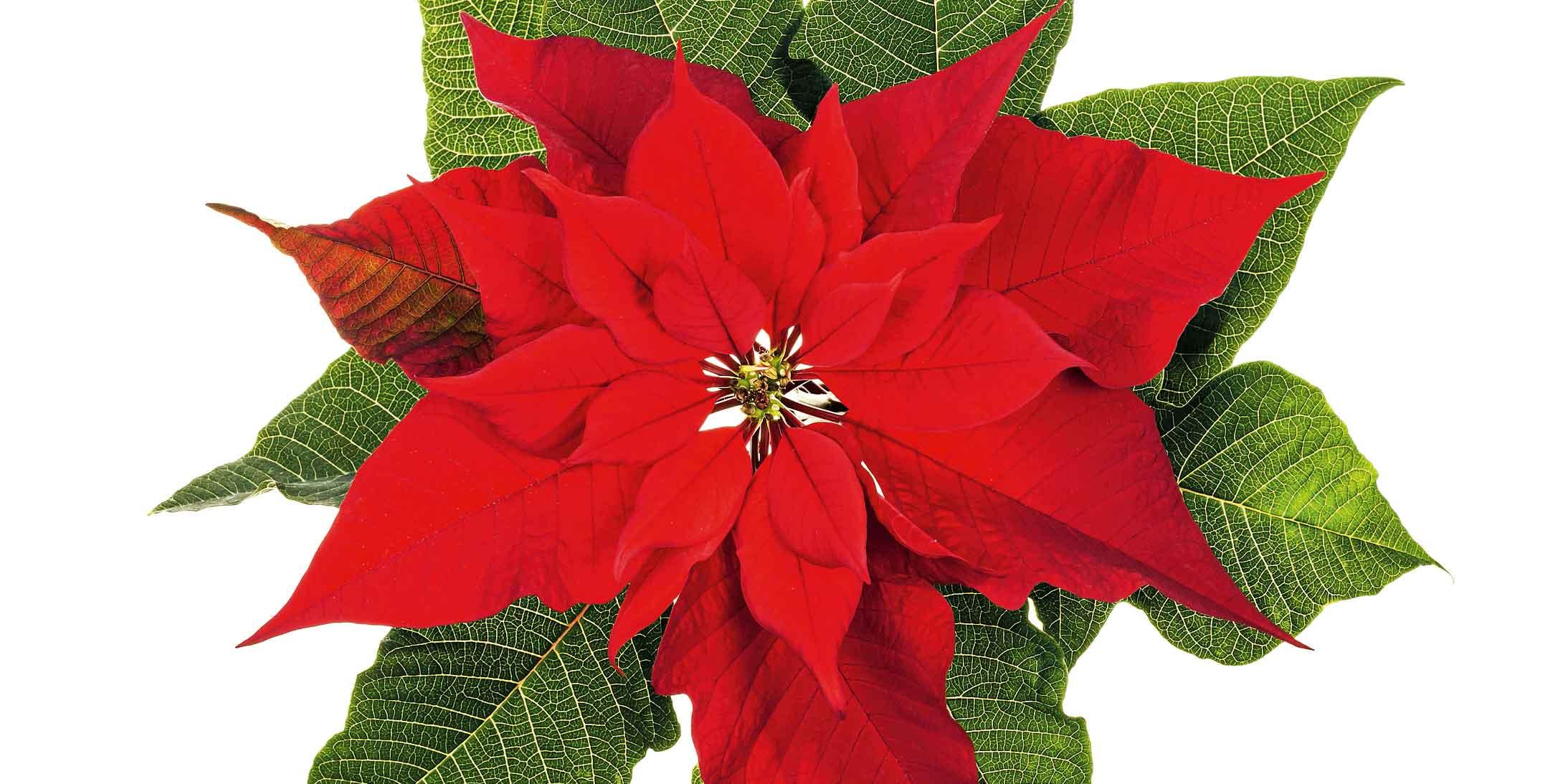 WINOMO 10 Pezzi Fiori Stella Di Natale Glitterati Artificiali - Perfetti Per Decorare Albero, Ghirlanda E Porta D'ingresso - Rosa Medio