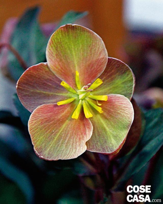 ‘Pink frost’, di colore più scuro, giocato fra il rosa cannella e il verde acido su cui spiccano evidenti i pochi stami giallo canarino, è un elleboro generosissimo perché fiorisce abbondantemente per oltre due mesi iniziando prima dell’arrivo dell’inverno. Ogni pianta produce un gran numero di steli fioriferi di colore scuro che si ergono sul fogliame caratterizzato da venature argentate. ‘Pink frost’, di colore più scuro, giocato fra il rosa cannella e il verde acido su cui spiccano evidenti i pochi stami giallo canarino, è un elleboro generosissimo perché fiorisce abbondantemente per oltre due mesi iniziando prima dell’arrivo dell’inverno. Ogni pianta produce un gran numero di steli fioriferi di colore scuro che si ergono sul fogliame caratterizzato da venature argentate.