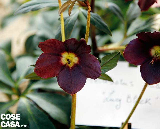 A fiore semplice, ma di grande fascino per il colore scuro, un vinaccia molto intenso da sembrare nero, H. orientalis ‘Lucy black’ può completare una piccola collezione di ellebori di forme e colori diversi. A fiore semplice, ma di grande fascino per il colore scuro, un vinaccia molto intenso da sembrare nero, H. orientalis ‘Lucy black’ può completare una piccola collezione di ellebori di forme e colori diversi.