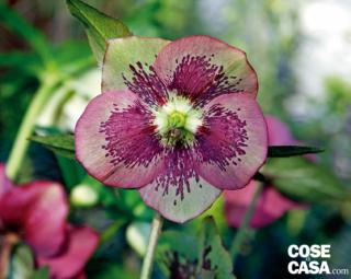 H. orientalis ‘Pink spotted’