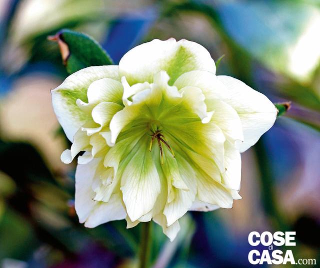 Di particolare fascino quelli a fiore doppio, con corolle ricche di moltissimi petali, in forma di morbido casco portate spesso reclinate. Si distinguono in base al colore e quelli bianchi, ‘Double White’, sono in grado di creare nel giardino vuoto un effetto di luce e colore di grande impatto. Di particolare fascino quelli a fiore doppio, con corolle ricche di moltissimi petali, in forma di morbido casco portate spesso reclinate. Si distinguono in base al colore e quelli bianchi, ‘Double White’, sono in grado di creare nel giardino vuoto un effetto di luce e colore di grande impatto.