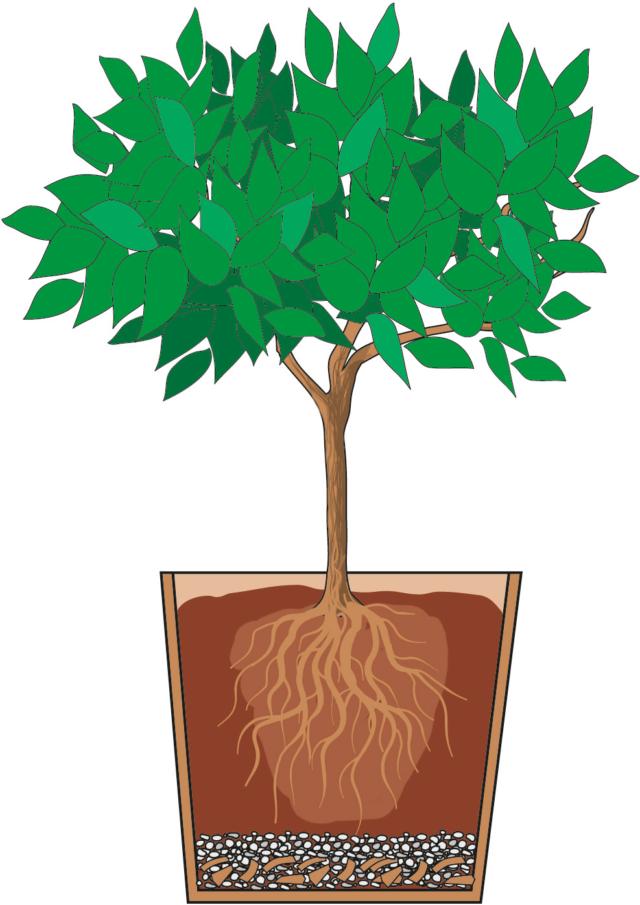 posizionare pianta di agrumi centrata nel vaso e riempire intorno con terra posizionare pianta di agrumi centrata nel vaso e riempire intorno con terra