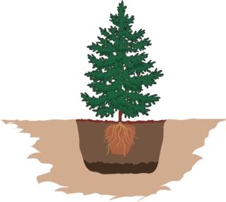 messa a dimora albero di natale messa a dimora albero di natale