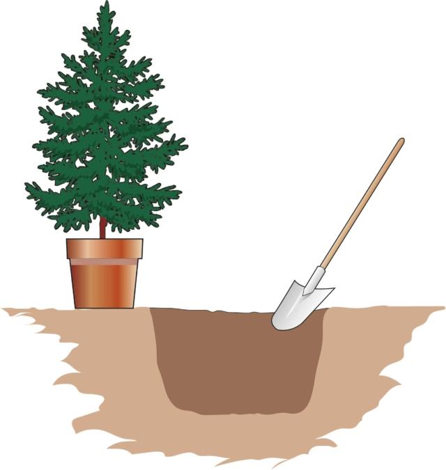 Per conservare l'albero di Natale serve una buca adeguata grande due volte il vaso in cui è conservata la pianta Per conservare l'albero di Natale serve una buca adeguata grande due volte il vaso in cui è conservata la pianta
