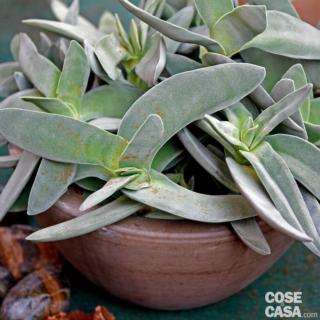 Quando si acquista un esemplare di crassula o rochea falcata bisogna verificare che le foglie siano integre, senza segni di tagli o cicatrici oppure foglie mancanti, ben idratate, prive di imbrunimenti o macchie.