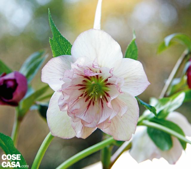 Stesso effetto, impreziosito dai toni rosa più intensi sulla bordatura dei petali, si ottiene con ‘Double Picoteé’. Stesso effetto, impreziosito dai toni rosa più intensi sulla bordatura dei petali, si ottiene con ‘Double Picoteé’.