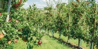 I trattamenti per proteggere gli alberi da frutto