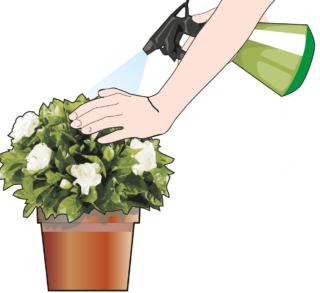 Si nebulizzi la chioma della gardenia spesso con acqua assolutamente non calcarea avendo cura, durante l’irrorazione, di proteggere i fiori. Si nebulizzi la chioma della gardenia spesso con acqua assolutamente non calcarea avendo cura, durante l’irrorazione, di proteggere i fiori.