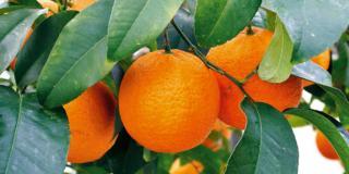 Citrus volkameriana – limone volkmeriano