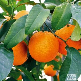 limone-volkeriano-gennaio limone-volkeriano-gennaio